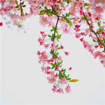仙剑斩妖传无限元宝破解版下载